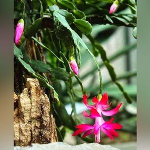 RARE- TRUE CHRISTMAS CACTUS CLADES (live clippings) - color: pink